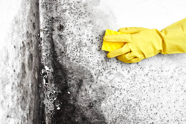 Best Best Mold Removal Companies  in Crandall, TX