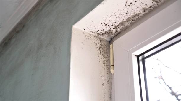 Best Same-Day Mold Removal  in Crandall, TX