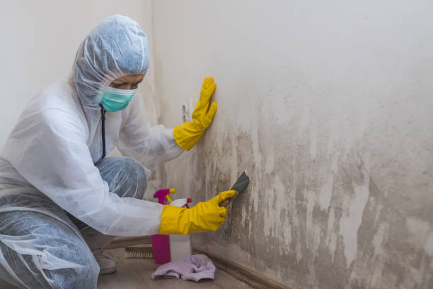 Office Mold Removal Services in Crandall, TX