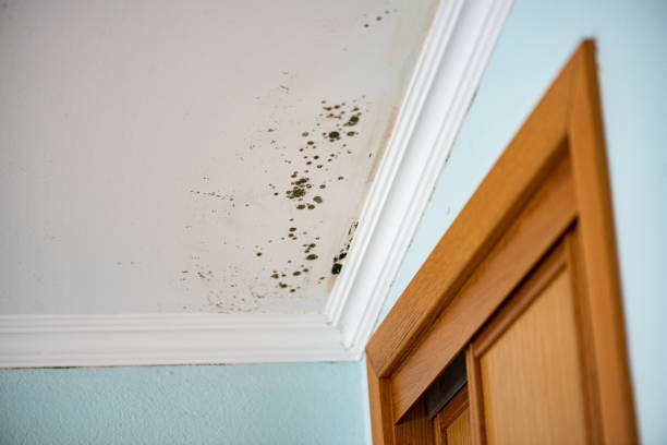 Best Local Mold Removal Service  in Crandall, TX