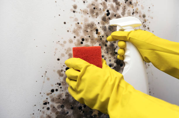 Best Mold Remediation Services  in Crandall, TX