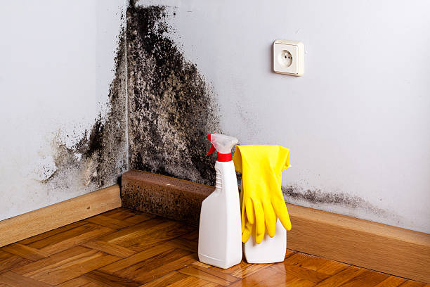 Best Mold Damage Repair  in Crandall, TX