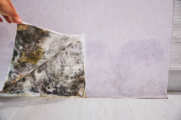 Best Toxic Mold Removal  in Crandall, TX